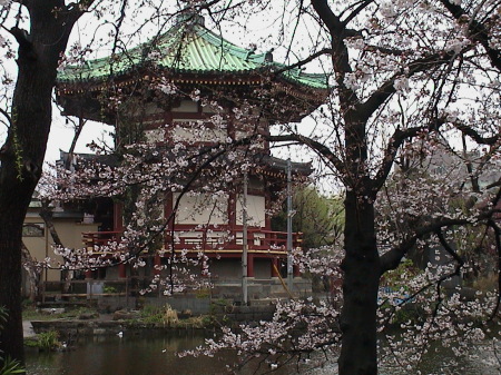 Cherry blossom time in Tokyo