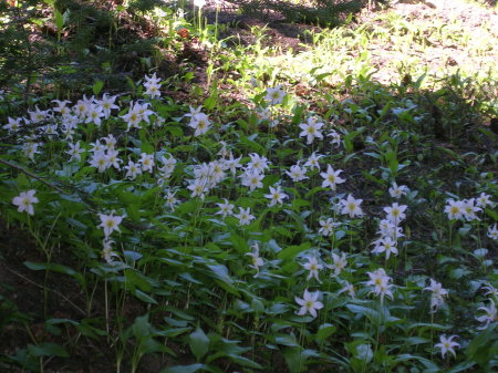 Alan MacDougall's album, Mt Hood, Cairn Basin Hike 7/10