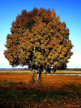 Birch Trees by Kenai River Landing