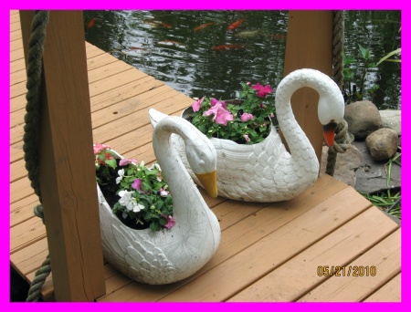 Swans  from my Mom's yard.  Sweet memories.