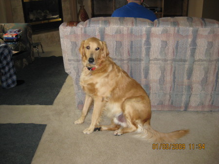 Shihoh, age  1  1/2yrs and 112 lbs.....BIG DOG