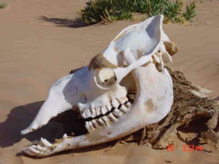 The Desert Skull