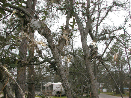 Seaweed & Debris in the Trees