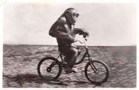 chimp-riding-bicycle