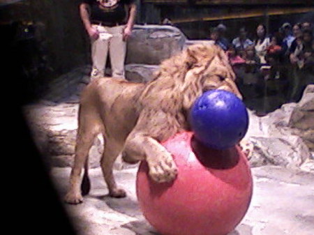 Huge male lion playing