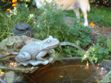 Frog in Vegetable garden