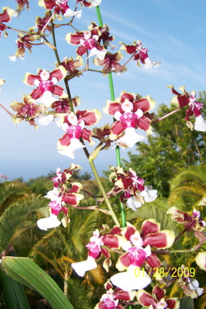 Orchids