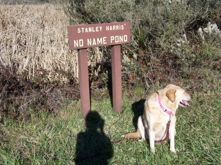 Arcata Marsh