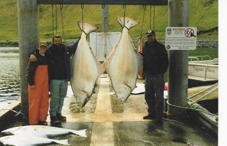 Halibut Fishing with Phil Treais, Aleutian Is