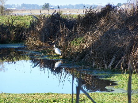 Arcata Marsh