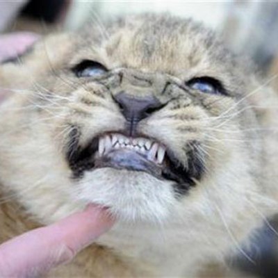 Snarling lion cub