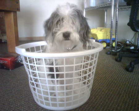 Rollie stuck in a basket