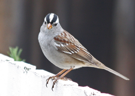 One of my backyard birds