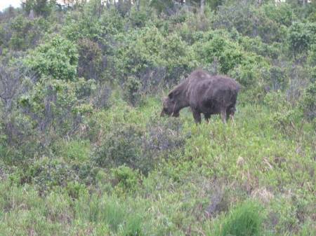 Baby Moose