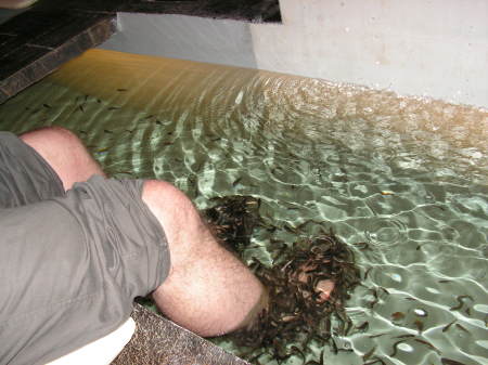 FISH PEDICURE