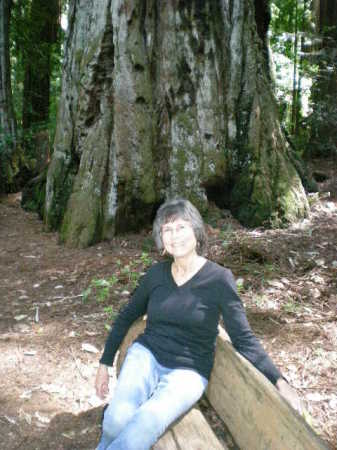 Henry Cowell Redwoods State Park