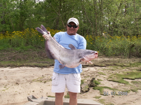 blue catfish