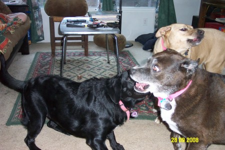 Tula, Poppi and Emma play together.