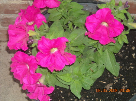 Petunias