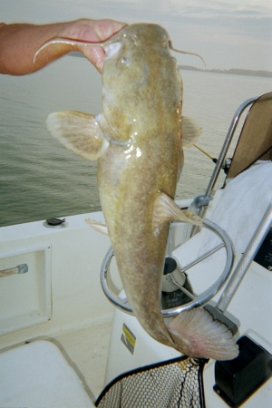 flathead catfish 15lber
