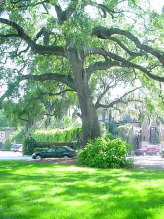 Live Oak tree, Savannah