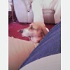 Harry our basset beagle