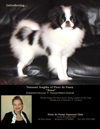 Anita M. Lopker, M.D.'s album, Dr. Lopker &amp; Japanese Chin Show Dogs 2011