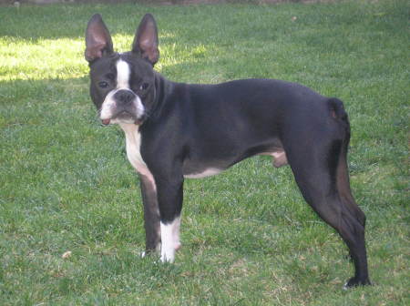 My Boston Terrier, Grunt