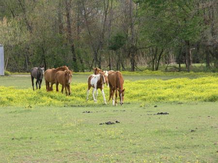 Horse heard new to farm