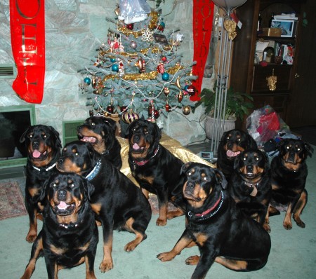 Merry Christmas from the Dogs!