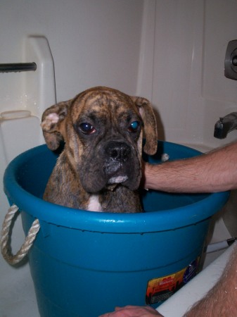 Bailey in a Bucket