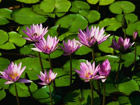 WATER  LILIES