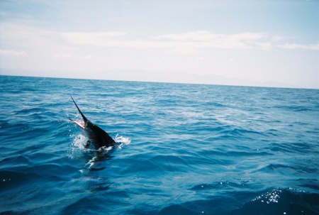 A Striped Marlin