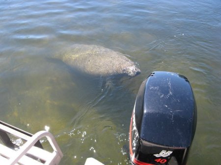 Checking out the manatees ...