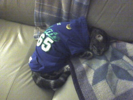 Poochie, the cat sleeping in her hoodie.
