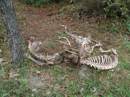Casualties of the Rut