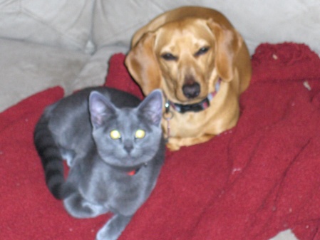 DOG BHODI,CAT SONNY