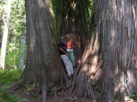 Cedars in Montana