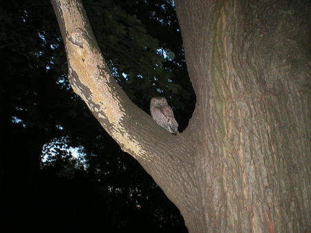 owl pictures 001