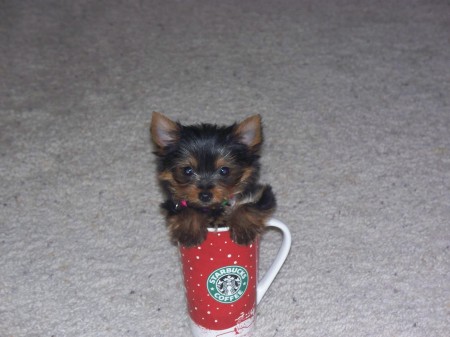 Miley P. Frakes is a Starbucks girl!