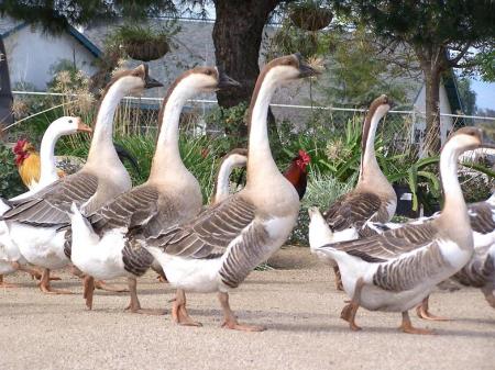 geese 17