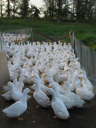 Flock of hybrid meat ducks