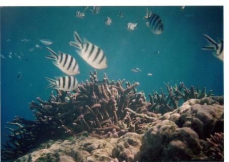 The Great Barrier Reef