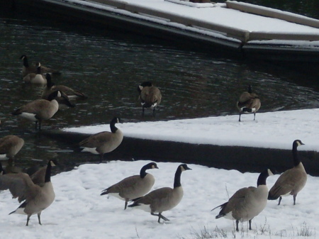 hungry geese