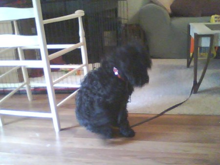 Ursula - our "giant" schnoodle puppy
