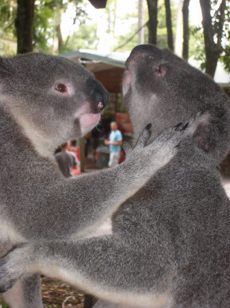 Two Koala's playing around