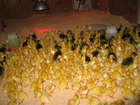 New ducklings and goslings