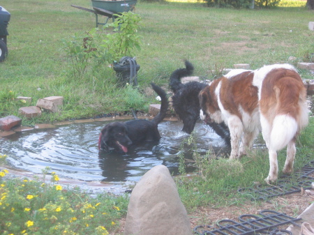 all playing in the pond