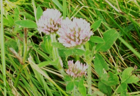 Ohio Clover :)