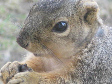 I am a squirrel who found her nut!